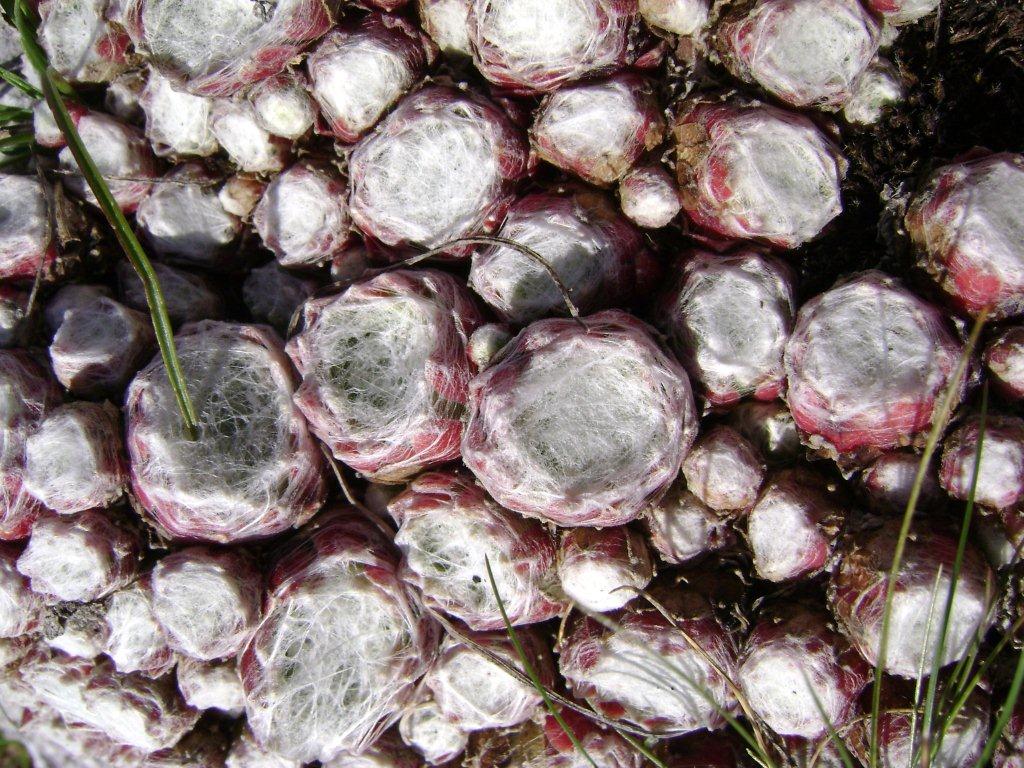 Sempervivum arachnoideum / Semprevivo ragnateloso